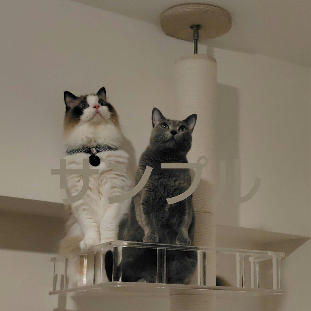 キミの木シリーズ　suwika　キャットタワー　ロミャオ　スケルトンステップ