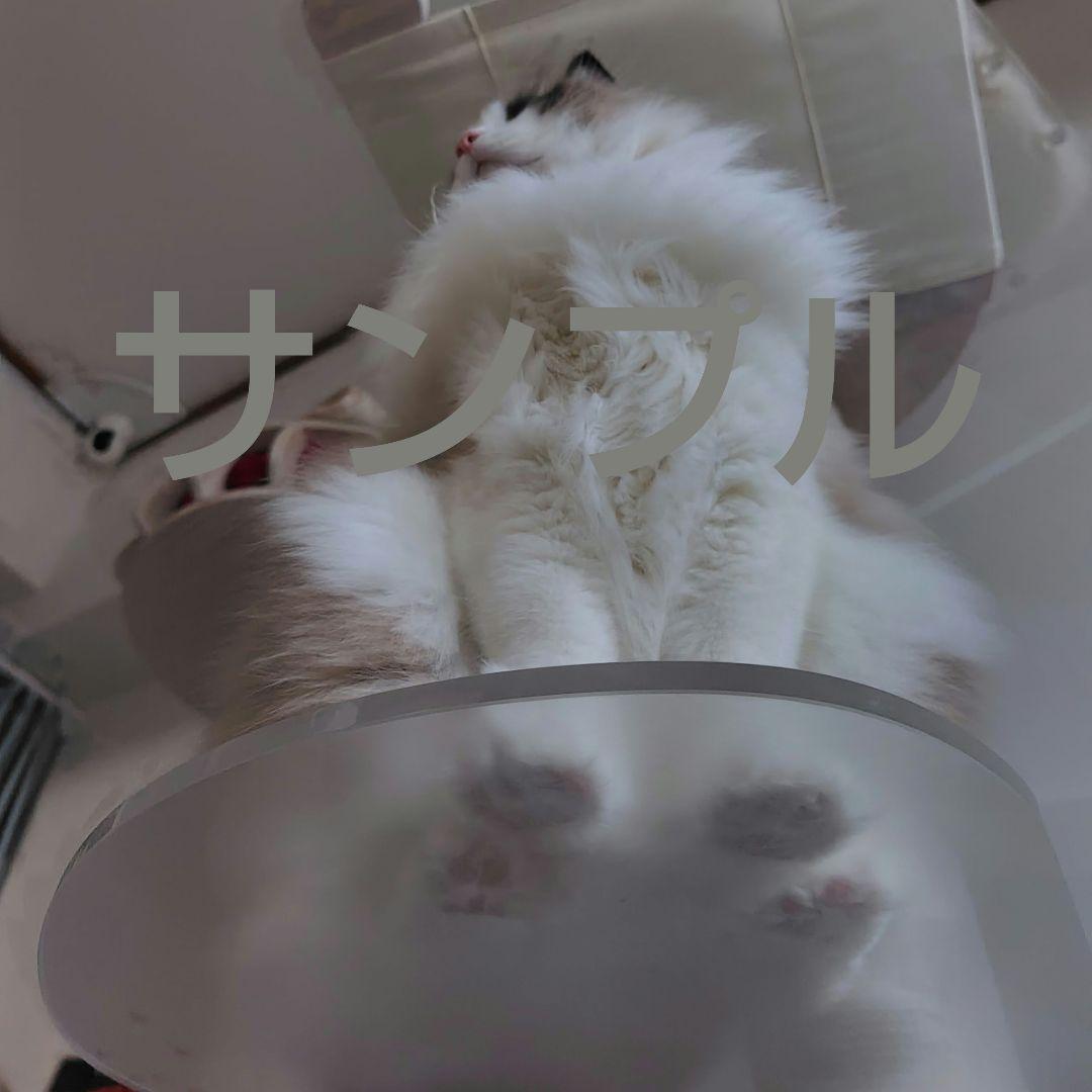 キミの木シリーズ　suwika　キャットタワー　ロミャオ　スケルトンステップ