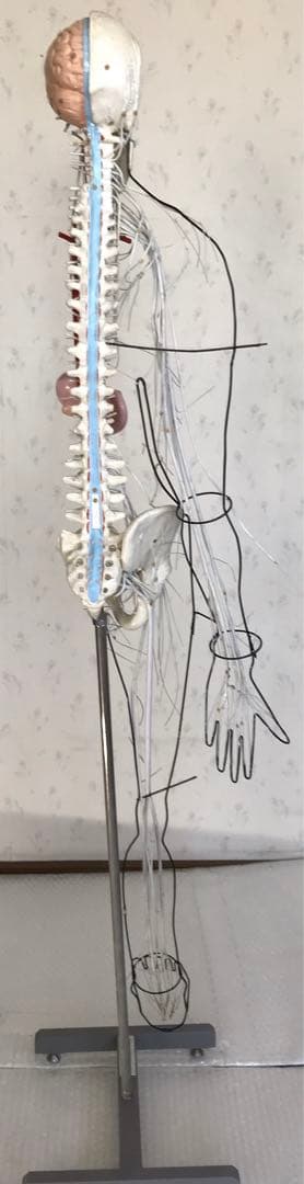 脳および神経系人体模型♡ 京都科学