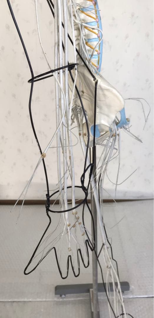 脳および神経系人体模型♡ 京都科学