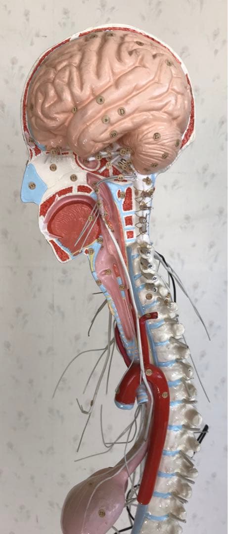 脳および神経系人体模型♡ 京都科学