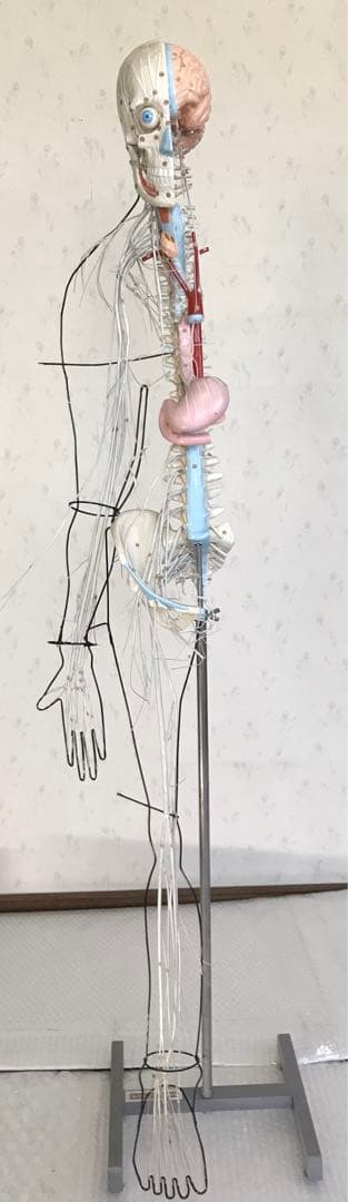 脳および神経系人体模型♡ 京都科学
