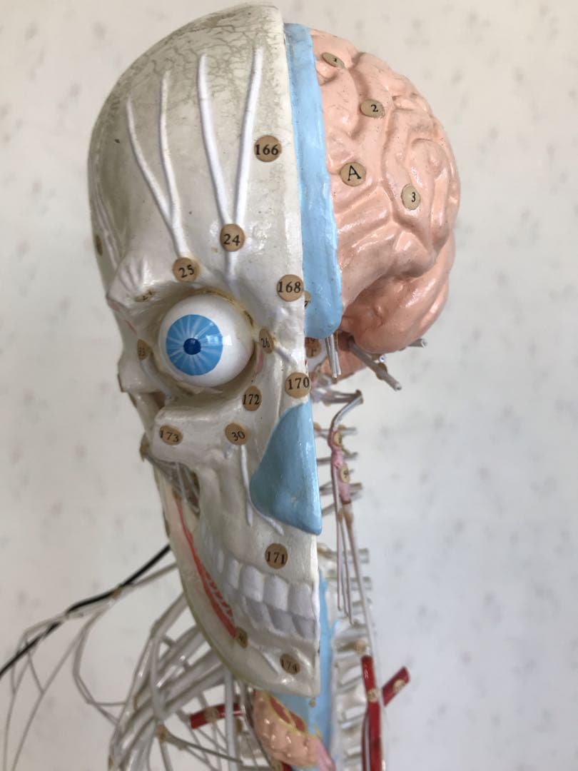 脳および神経系人体模型♡ 京都科学