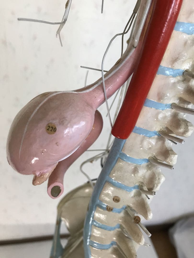 脳および神経系人体模型♡ 京都科学