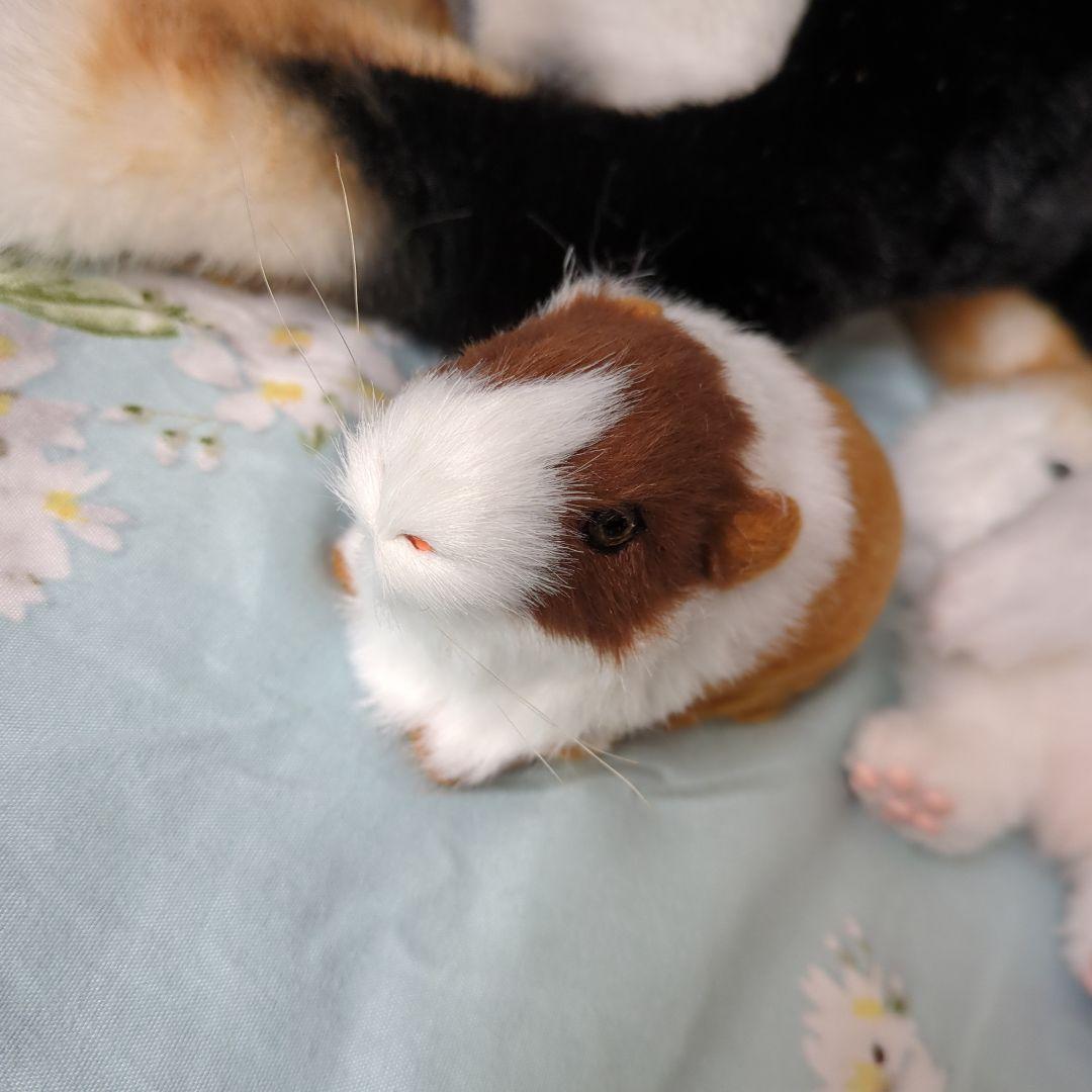 黒柴 犬 猫 テディベア モルモット ぬいぐるみ アートドール