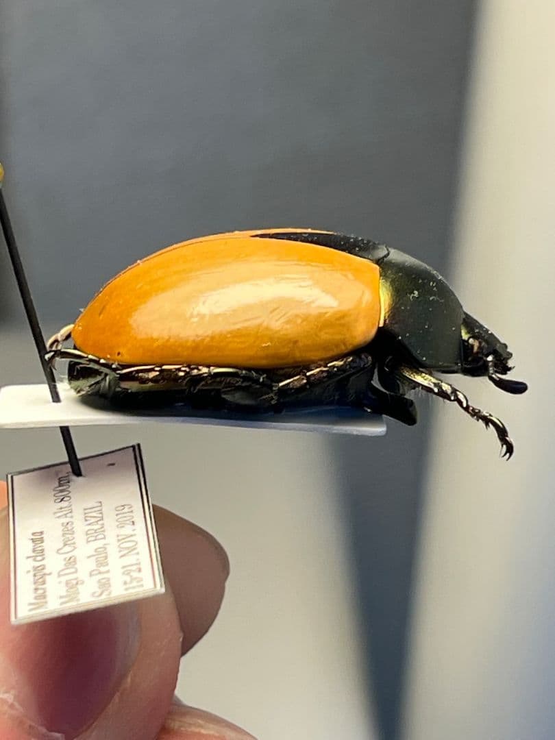 【28mm】クラバータカメノコブイブイ プラチナコガネ 昆虫標本 コガネムシ