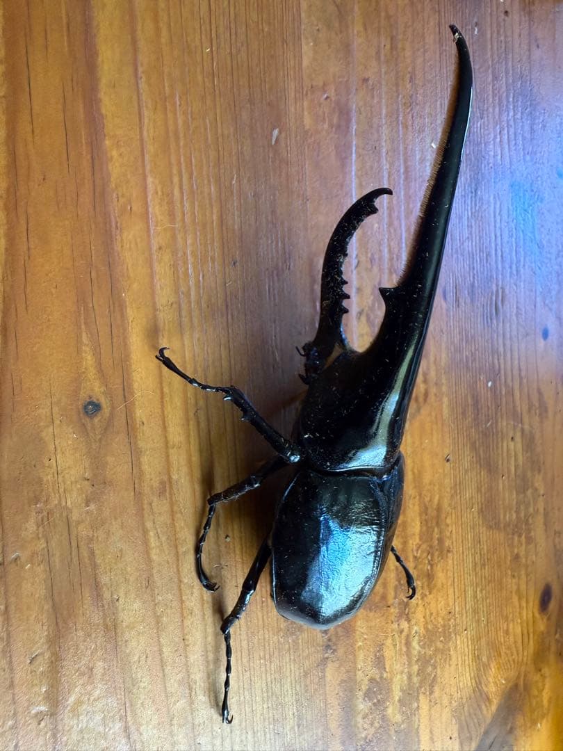 ヘラクレスオオカブト 標本用