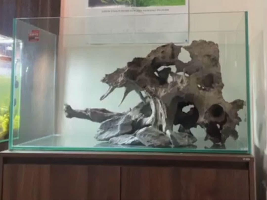 超美形大型流木L〜LLサイズ＋おまけ流木付き