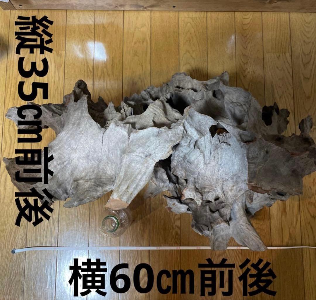 超美形大型流木L〜LLサイズ＋おまけ流木付き
