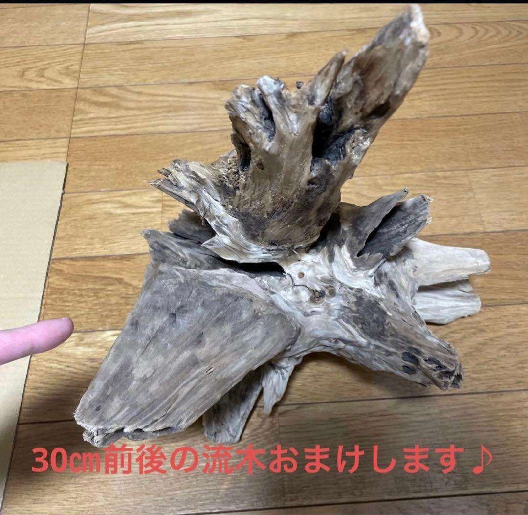 超美形大型流木L〜LLサイズ＋おまけ流木付き