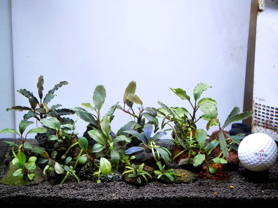 ブセファランドラ『１６種１６株』【完全水中葉【レア種入】※リピーター様はオマケ付