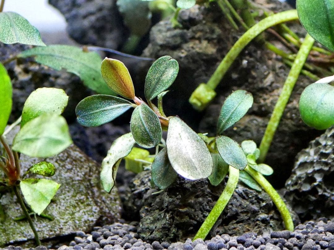 ブセファランドラ『１６種１６株』【完全水中葉【レア種入】※リピーター様はオマケ付