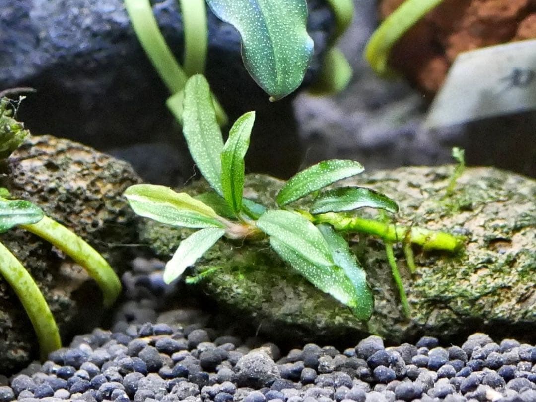 ブセファランドラ『１６種１６株』【完全水中葉【レア種入】※リピーター様はオマケ付