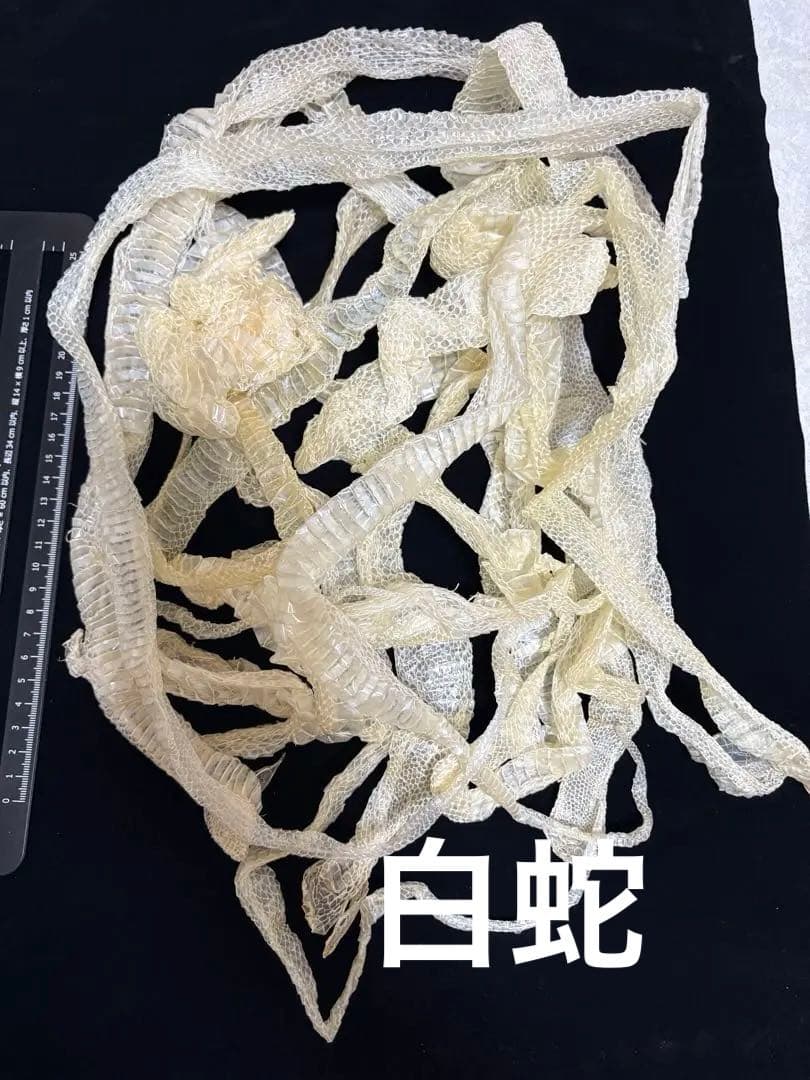 大サイズ！8本セット白ヘビの抜け殻