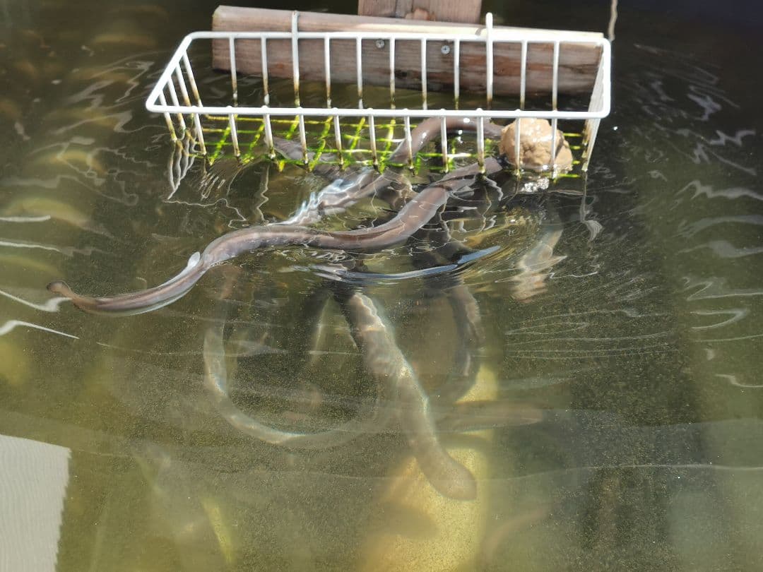 ハイジャンプ 6キロ うなぎの餌 ウナギの餌 鰻の餌 鰻用 練り餌 養鰻飼料