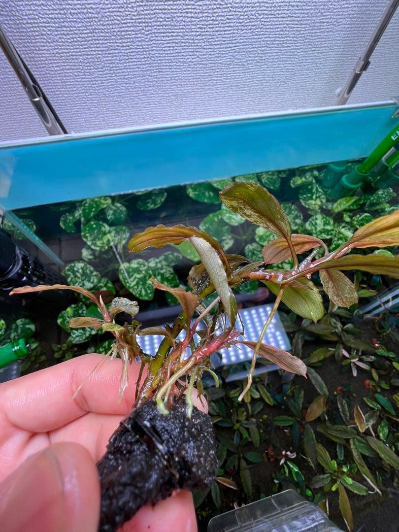 ブセファランドラｓｐ. ピンクバリエガータい斑入り 水中葉 5 株