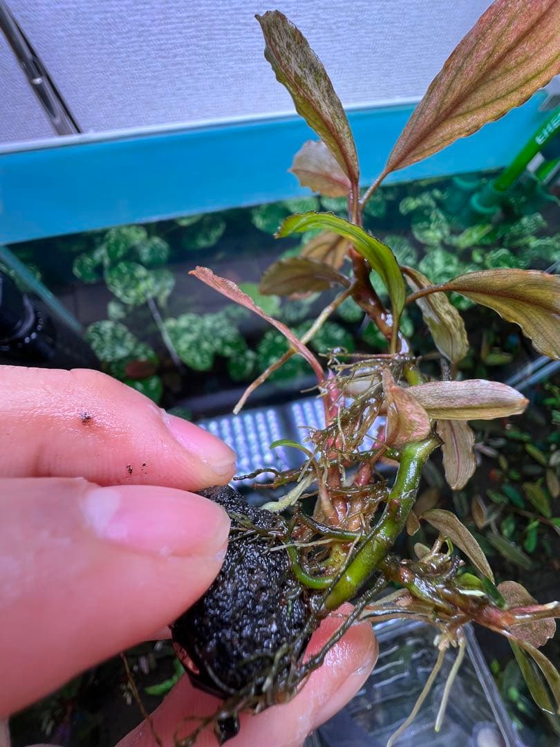 ブセファランドラｓｐ. ピンクバリエガータい斑入り 水中葉 5 株