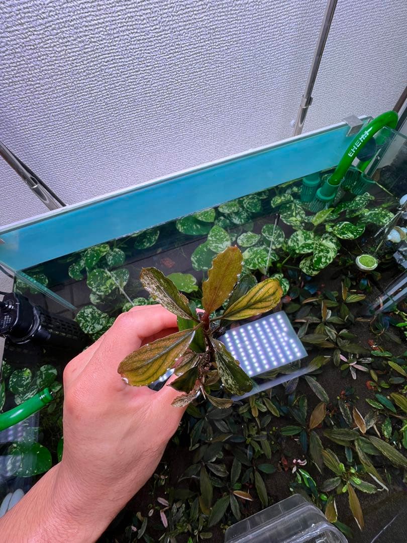 ブセファランドラｓｐ. ピンクバリエガータい斑入り 水中葉 5 株