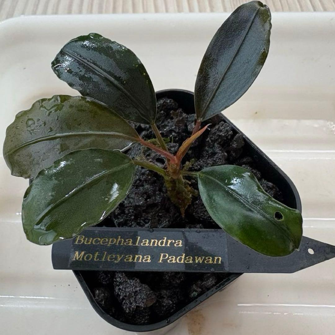 Bucephalandra Motleyana Padawan 水上葉