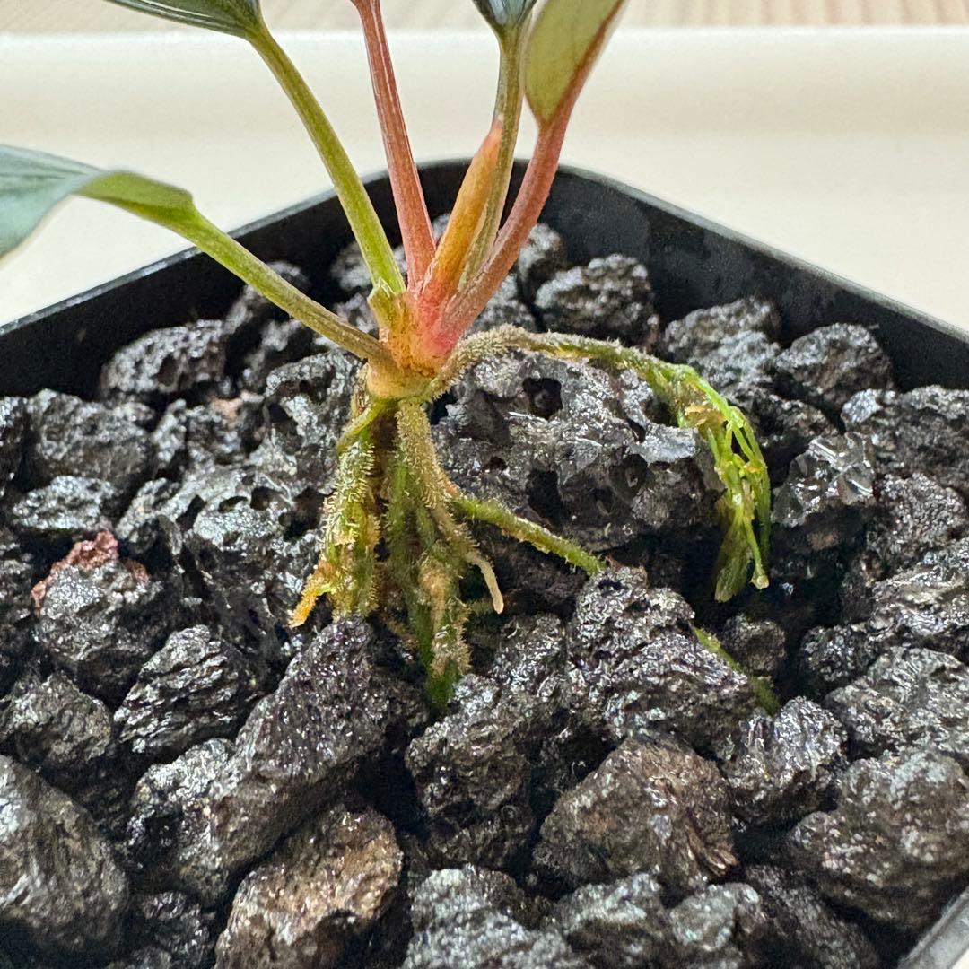 Bucephalandra Motleyana Padawan 水上葉