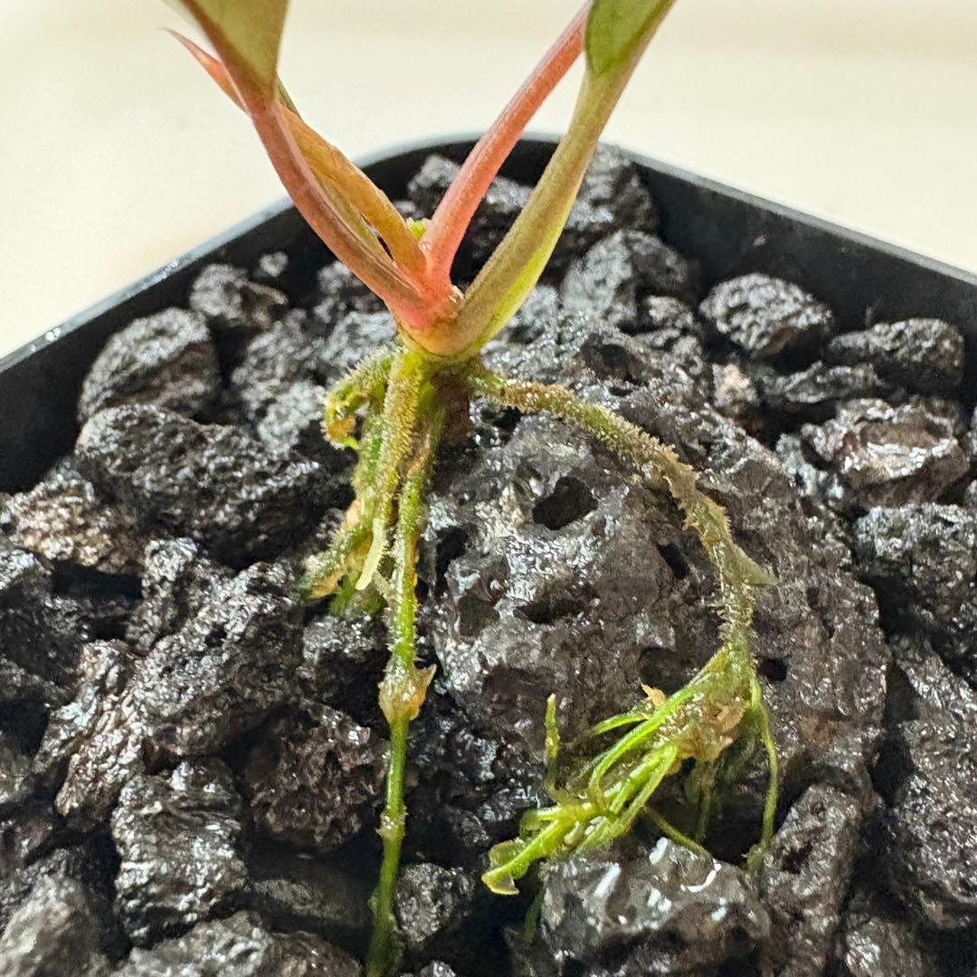 Bucephalandra Motleyana Padawan 水上葉