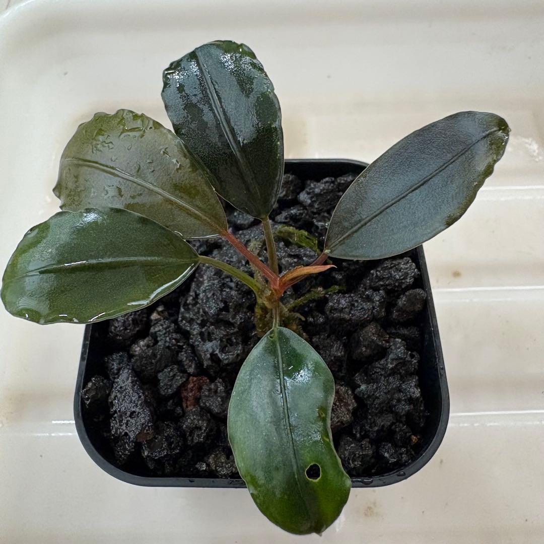 Bucephalandra Motleyana Padawan 水上葉