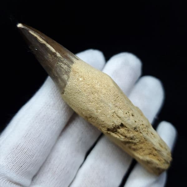 美品 歯根付き モササウルス 化石 歯 本物 80.38mm mos6