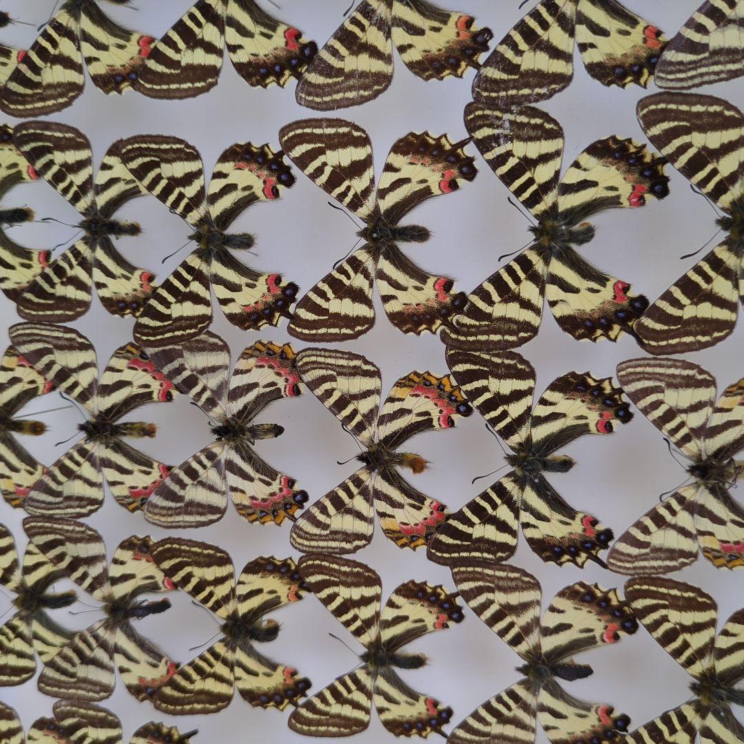 ヒメギフチヨウ90頭