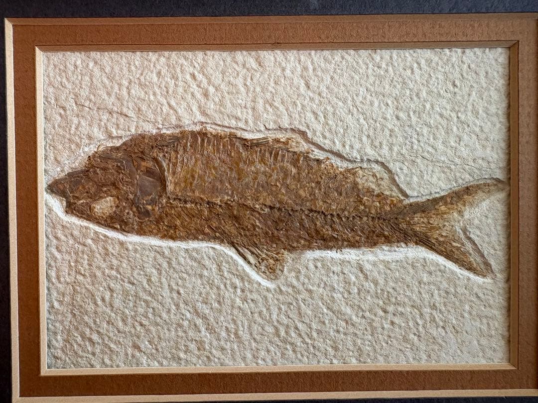 魚の化石 額装標本 インテリアオブジェ