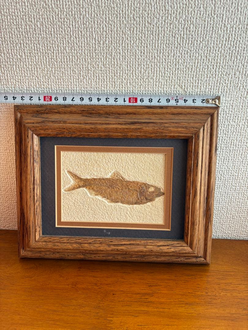 魚の化石 額装標本 インテリアオブジェ