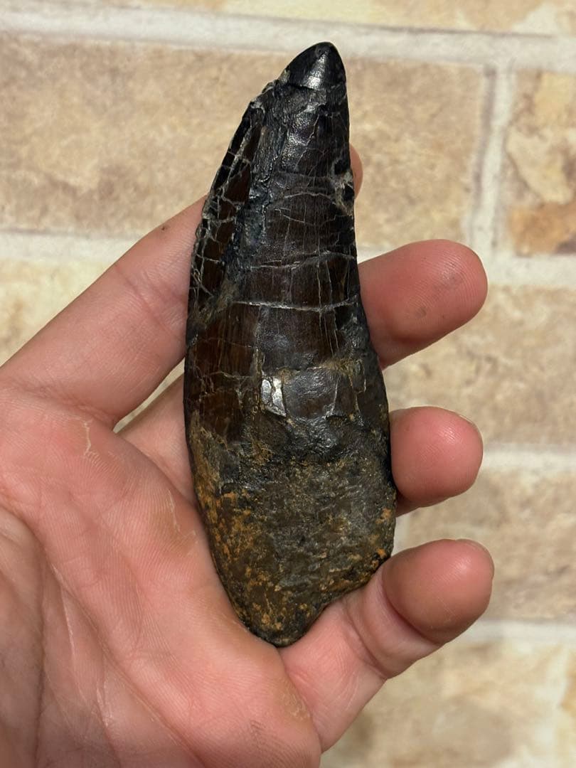 漆黒のカルカロドントサウルスの歯　化石　恐竜　ティラノサウルス