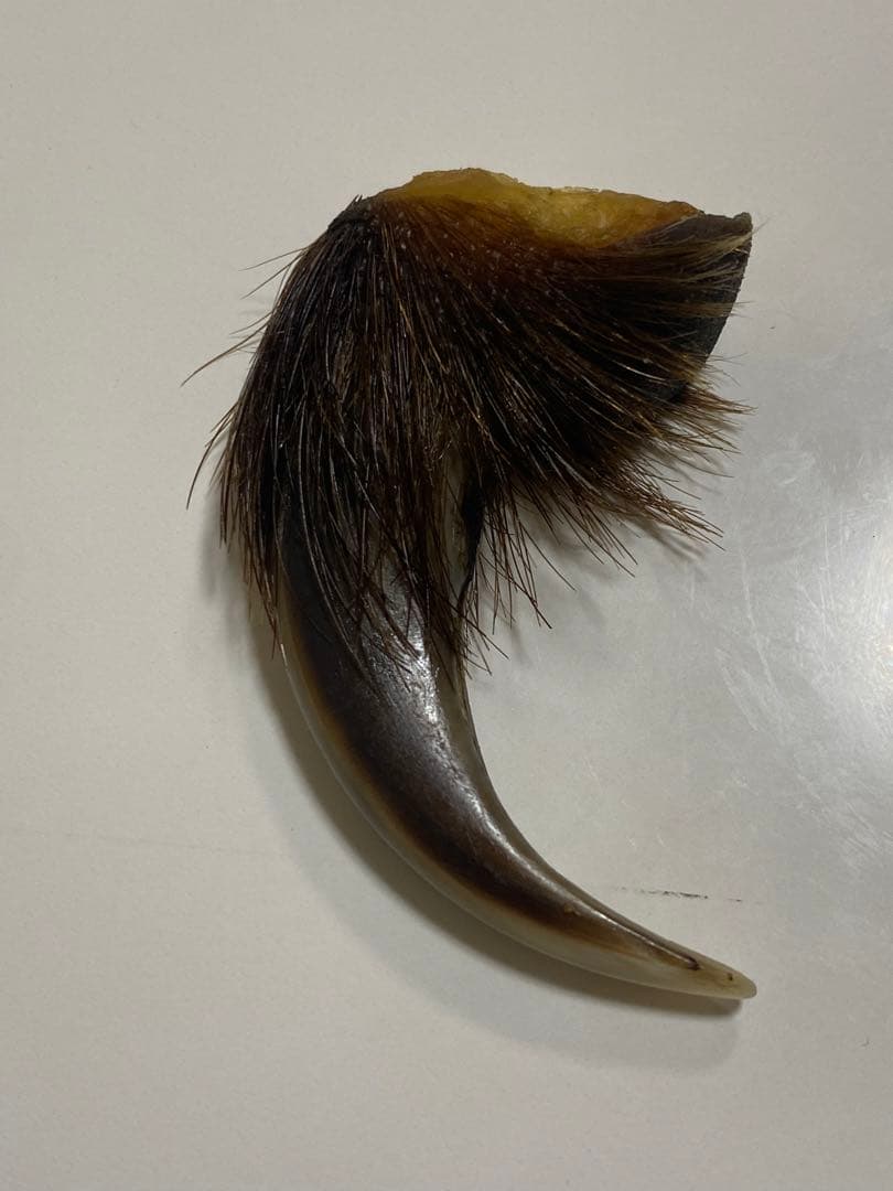 熊爪　巨大ヒグマ熊の爪　送料無料