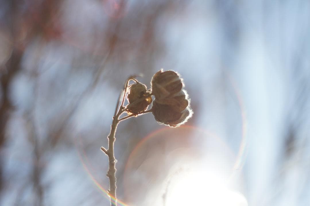 美フレア✨ 作例有 PENTAX スーパータクマー 55mm f1.8 後期
