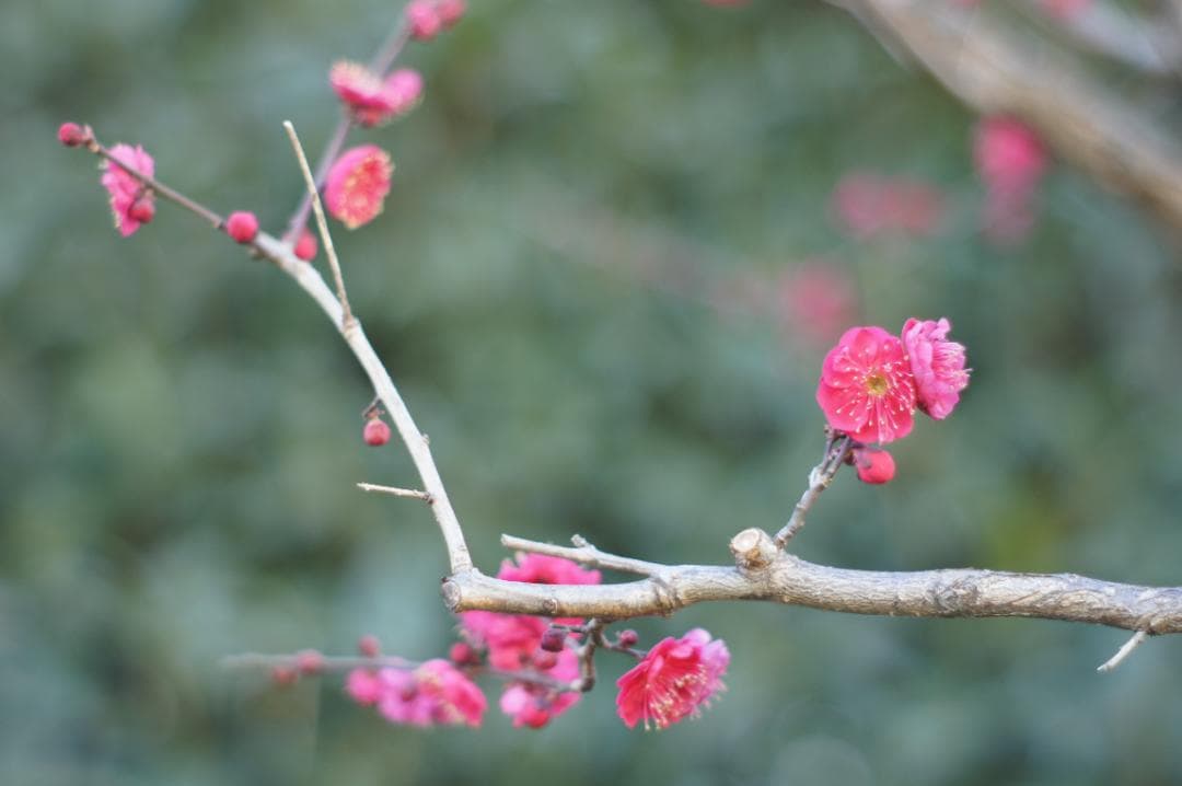 美フレア✨ 作例有 PENTAX スーパータクマー 55mm f1.8 後期