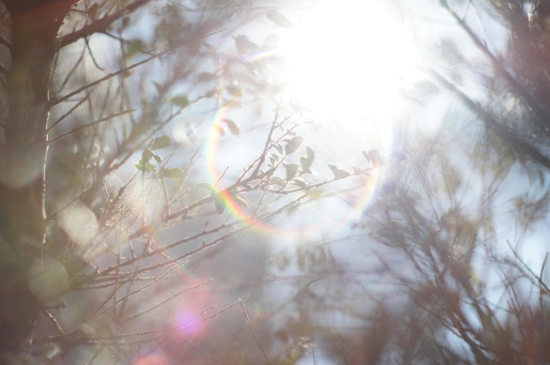 美フレア✨ 作例有 PENTAX スーパータクマー 55mm f1.8 後期