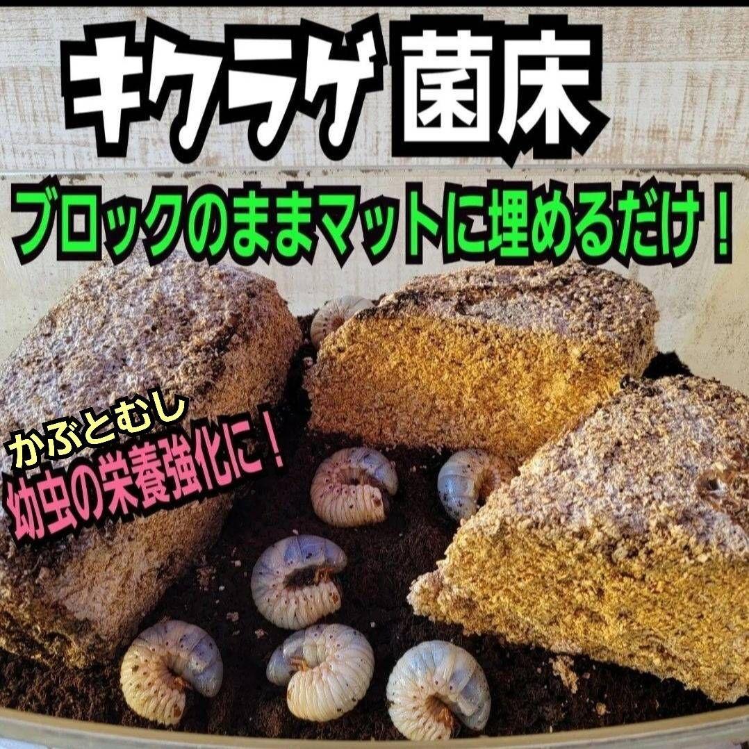 カブトムシ幼虫の栄養強化に抜群！マットに埋めるだけ！キクラゲ菌床ブロック　25個