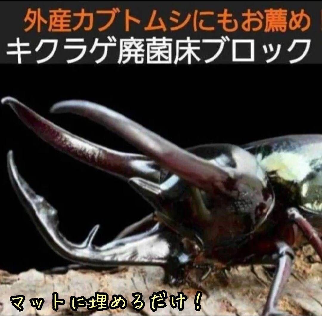 カブトムシ幼虫の栄養強化に抜群！マットに埋めるだけ！キクラゲ菌床ブロック　25個