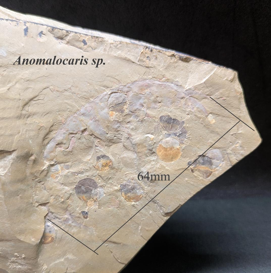 巨大なアノマロカリスの化石 美麗 関山動物群 本物保証