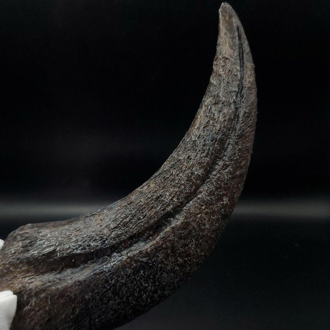 スピノサウルス 爪 レプリカ 184.08mm spr5