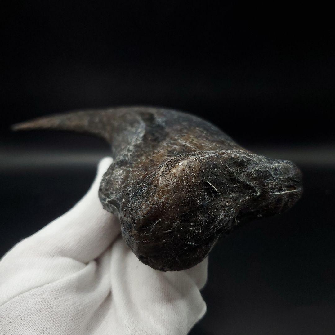 スピノサウルス 爪 レプリカ 184.08mm spr5