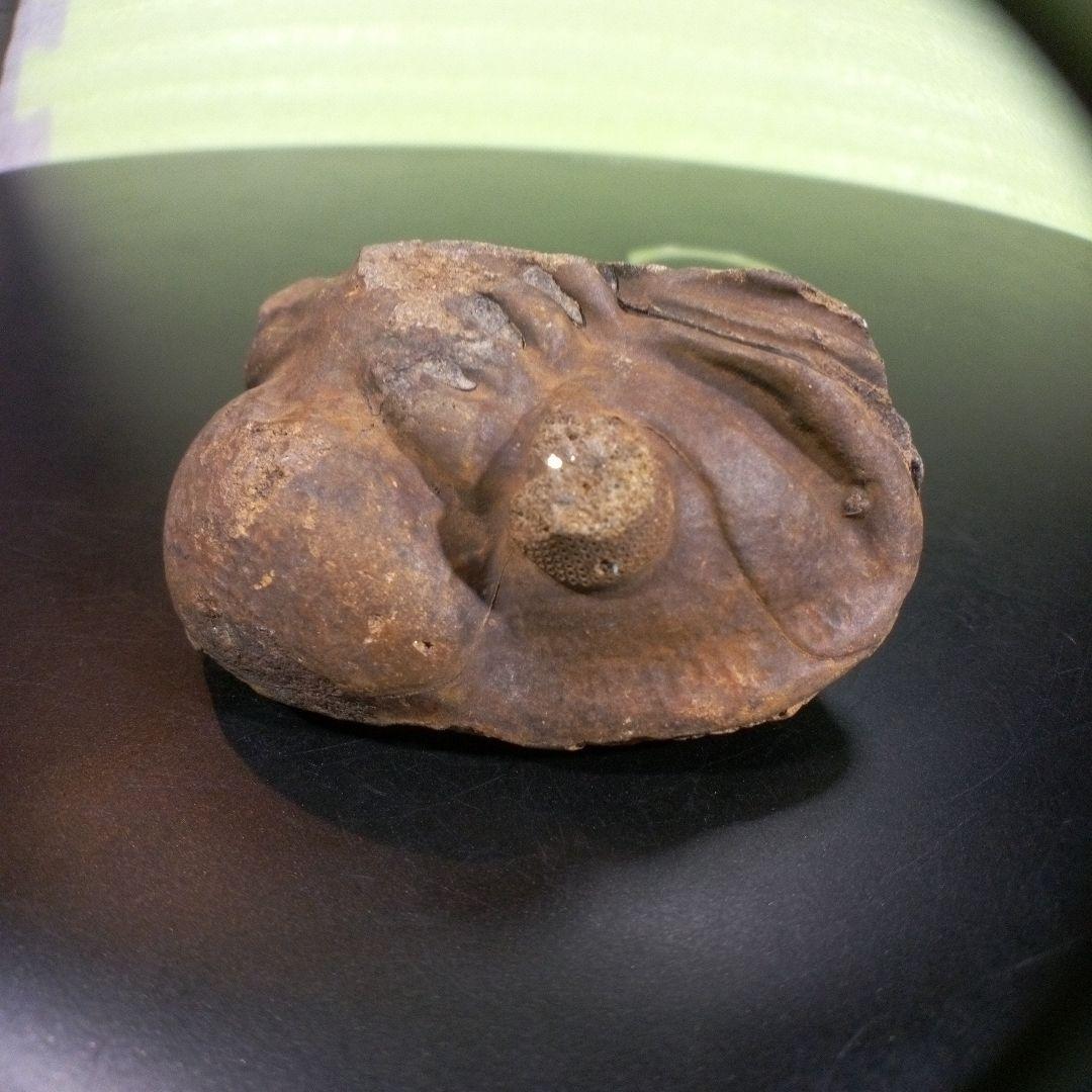 三葉虫　化石　fossil　ボリビア　trilobite　海生動物　三葉虫識別③