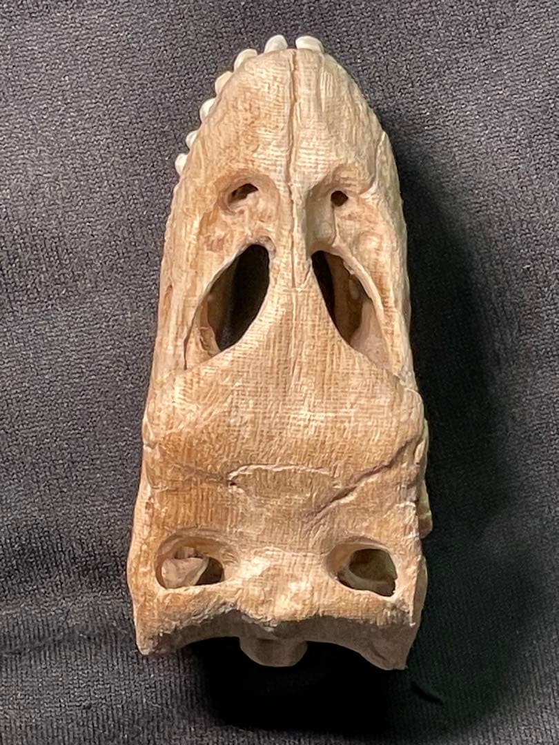木彫　恐竜　カマラサウルス　頭骨模型　1／10スケール