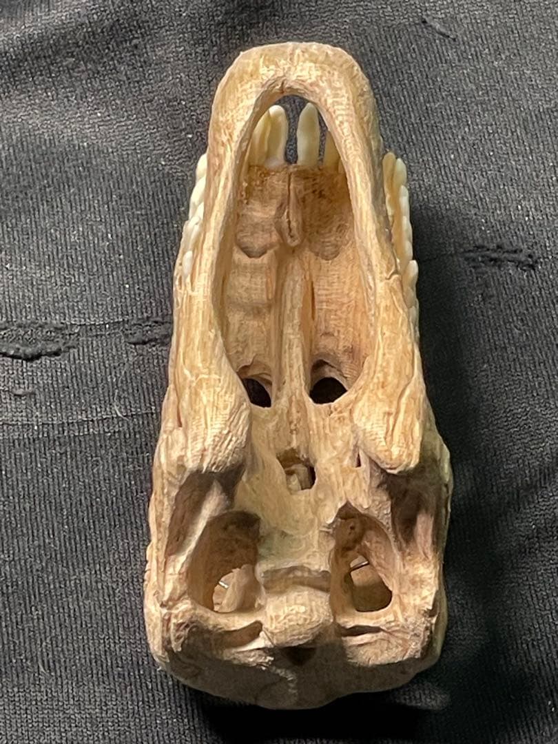 木彫　恐竜　カマラサウルス　頭骨模型　1／10スケール