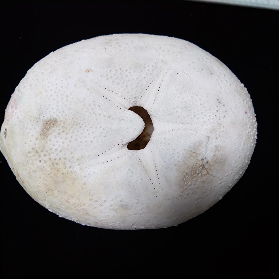 ウニ　標本　貝殻　超特大140㎜　珍種　バサラブンブク