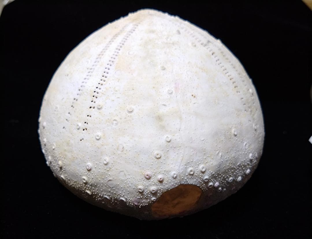 ウニ　標本　貝殻　超特大140㎜　珍種　バサラブンブク