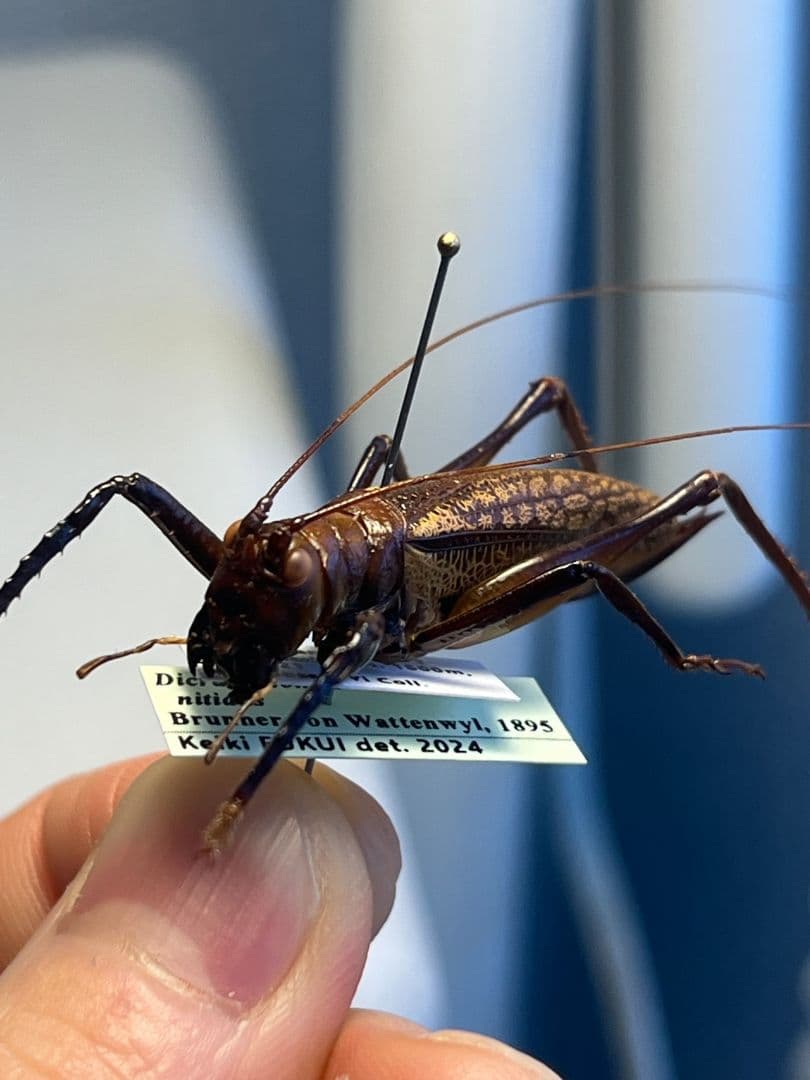 【極美展足】クワガタキリギリス 化け物キリギリス 昆虫標本 ウェタ
