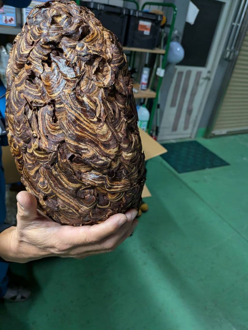 【本物】ハチの巣　縁起物