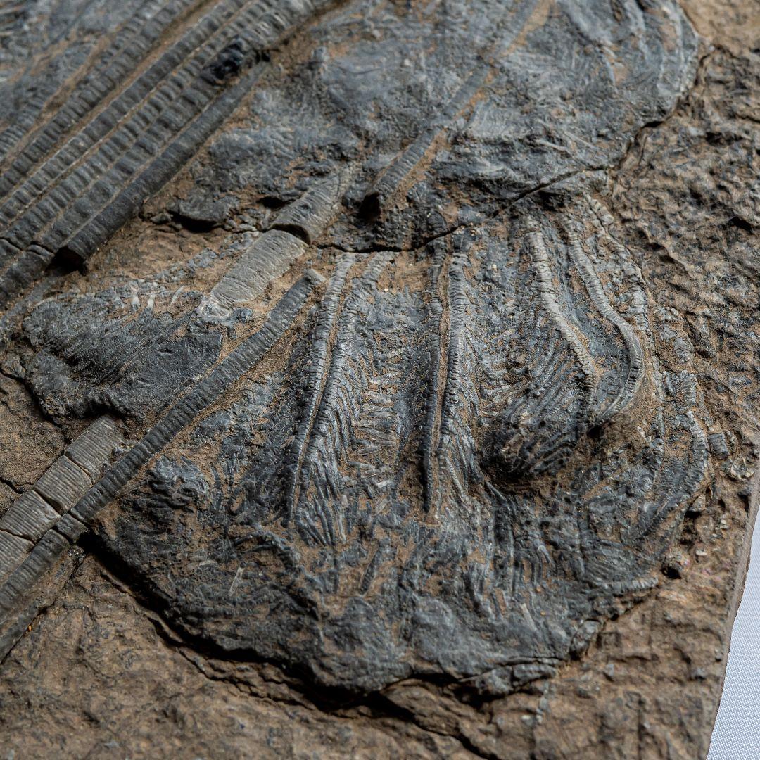 極上 ウミユリ トラウマトクリヌス 化石 本物 貴州省産 46cm um1