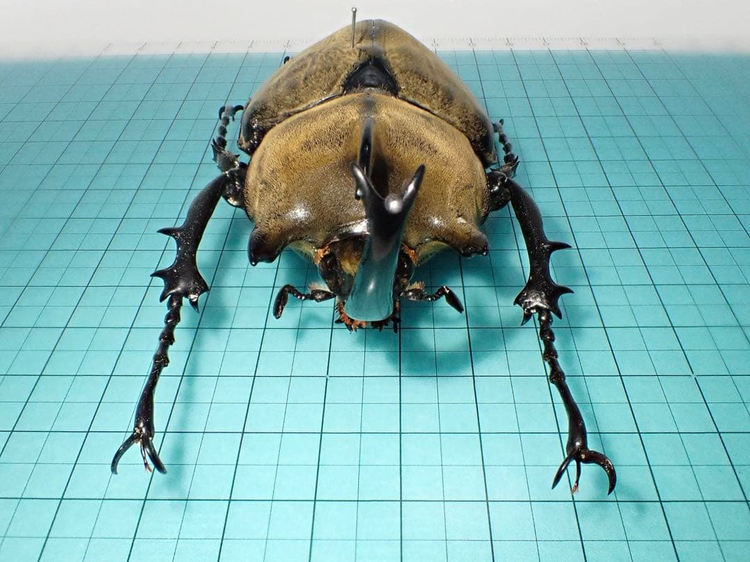 【標本】ギアスゾウカブト　亜種ポリオン　バイア産　98.3ミリ　飼育品