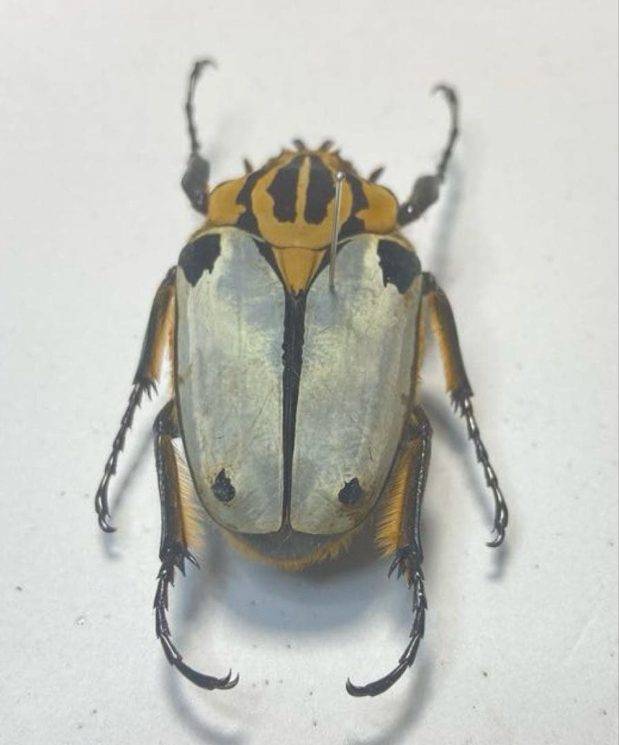 ゴライアスカタモンオオツノハナムグリ　約52ミリ